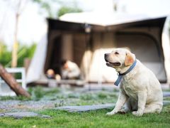 -Walker萌宠露营(大明骑士驿站店)