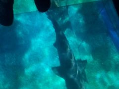 -暹罗海洋世界