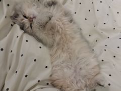 -宠颐生宠物医院·心肾内科·猫专科诊疗中心宠巢店