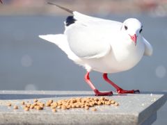 -海埂大坝