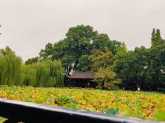 -桂湖森林公园