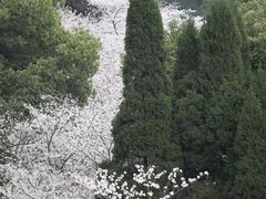-武汉大学-樱园
