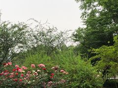 -大关公园