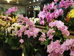 -双季花艺园艺市场(浦东店)