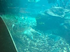 -海棠湾洲际-涛·海底餐厅·美人鱼·自助餐·海底隧道