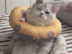 -君之狮子山·轻糖烘焙(松江印象城店)