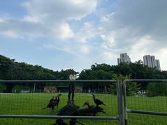 -广州长隆飞鸟乐园