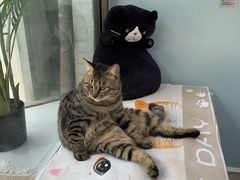 -纳吉亚猫专科动物医院·北北分院