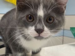 -中农国际动物医院24小时·猫科·骨科·急重症中心