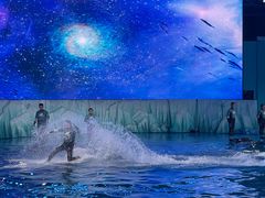 -海合安青岛极地海洋公园