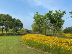 -贡湖湾湿地公园