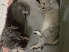 -贝利宠物医院·骨科·眼科·肿瘤转诊中心(南坪诊疗中心)