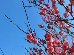 -花开海上生态园