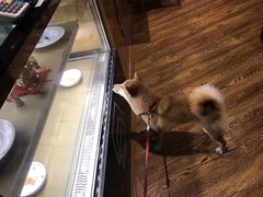 -柴务处·柴犬主题狗咖