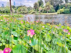 -墨尔本皇家植物园