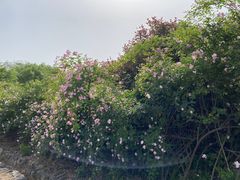 -大塘金香草谷