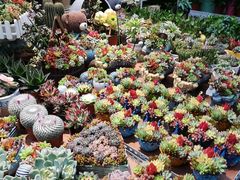 -金科花卉市场