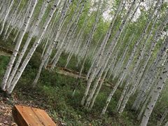 -北极村旅游风景区