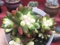 -龙大花卉苗木市场