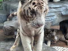 -北京野生动物园