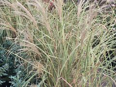 -傣妹火锅(松江万达广场店)