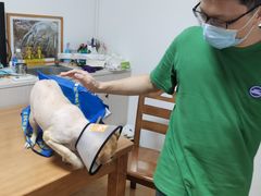 -嘉宠动物医院
