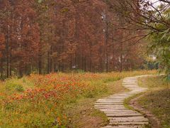 -桤木河湿地公园