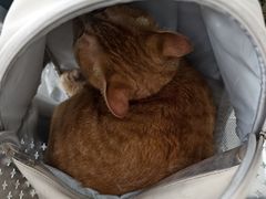 -美美宠物诊疗中心·异宠·骨科(滨江东信分院)