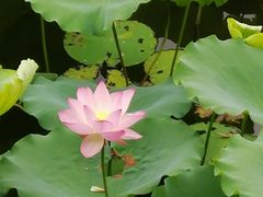 -荔湾湖公园