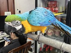 -观桥阁(锦溪店)