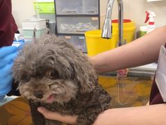 -美联众合动物医院·24h京西诊疗中心