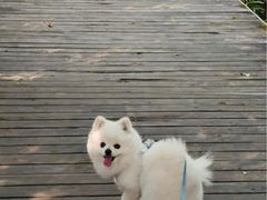 -爱侣·安琦尔宠物医院·中兽医针灸·心内科·狂犬免疫点(宝山区院)