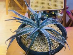 -Rabbit Cafe私房西餐甜点咖啡(栖霞路店)