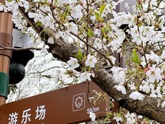 -上海滨江森林公园