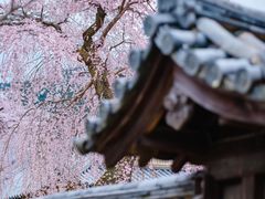 -醍醐寺