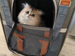 -欣宠猫屋·矮脚拿破仑·蓝金金渐层