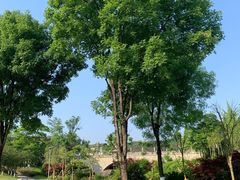 -铁山坪森林公园