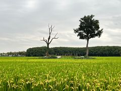-嘉北郊野公园