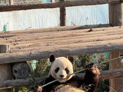 -西霞口神雕山野生动物世界