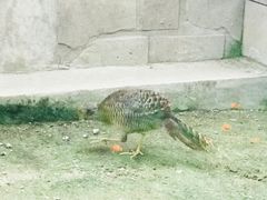 -北京市海淀外国语实验学校