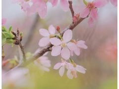 -天适樱花悠乐园