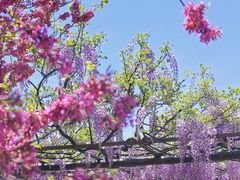 -嘉定紫藤园