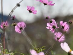 -叠溪松坪沟景区