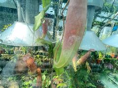 -国家植物园南园