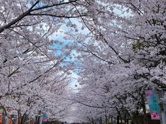 -高东镇樱花园
