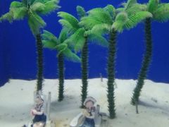 -烟台海昌鲸鲨海洋公园