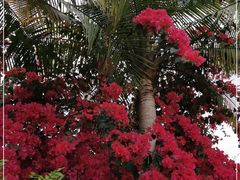 -云溪植物园