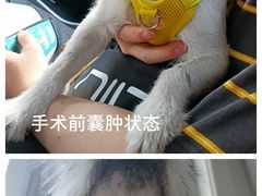 -康旭宠物医院(郑州总院)