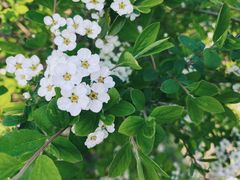 -径山花海