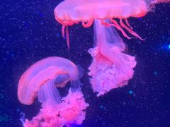 -波塞冬海底世界
